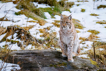 Lynx in early spring. Eurasian lynx, Lynx lynx, sits on stone on snowy forest meadow. Beautiful wild bobcat in nature. Cute animal with spotted orange fur. Beast in sunny day. Endangered predator.