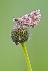Spialia sertorius butterfly, commonly known as the red-underwing skipper
