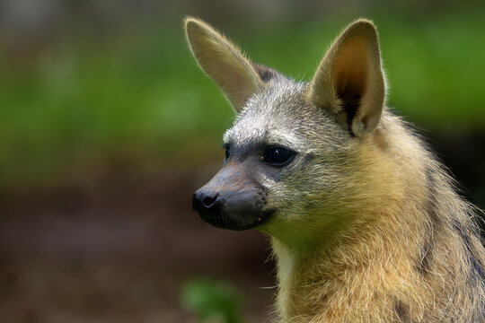 The aardwolf (Proteles cristatus), maanhaar-jackal, termite-eating hyena and civet hyena, portrait of a very rare small African mammal.