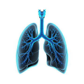 recommend clip art: Outline of human lungs with connections