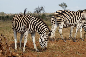 Zebra South Africa