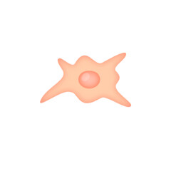 Fibroblast illustration 