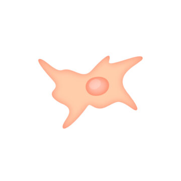 Fibroblast illustration 