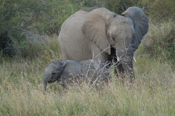 Elefant South Africa