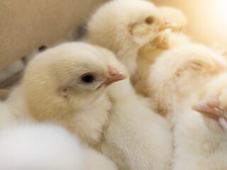Close up the Baby chickens on the farm hatchery production. newborn chicken high quality production with new technology farm hatchery.
