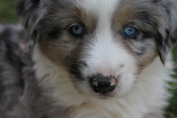 Miniature American Shepherd Welpe Blue Merle