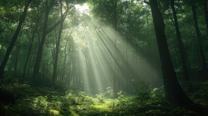 Fototapeta premium A dense, dark forest with sunlight filtering through the canopy.