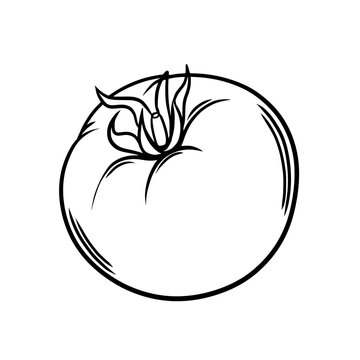 recommend clip art: Hand drawn tomato outline on isolated background. Black and white vegetable drawing.