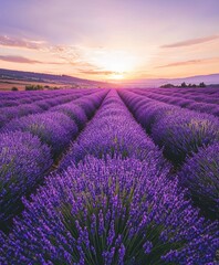 Obraz premium Lavender Field at Sunset Tranquil Scenic Landscape with Vibrant Purple Flowers and Glowing Sky