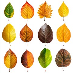 Obraz premium A vibrant collection of autumn leaves isolated on a white background showcasing diverse colors