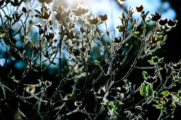 flowers in the grass