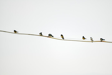 birds on a tree branch
