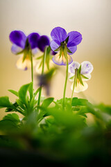 flowers in the garden