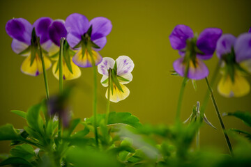 purple crocus flowers in spring