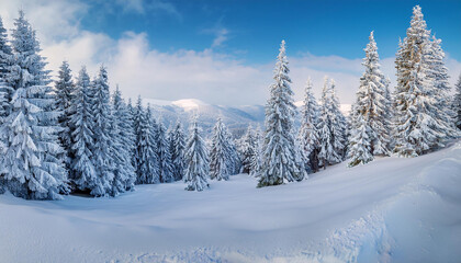 Fototapeta premium Amazing winter background, mountain forest with snow covered fir trees