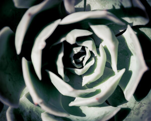 close up of a rose on a blue background