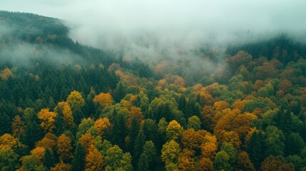 Aerial view of a misty autumn forest in the mountains under rainy weather