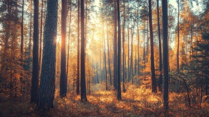 Fototapeta premium Autumn sunlight filters through tall trees in a vibrant forest landscape