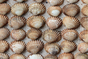 shells background
