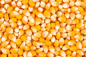 Texture of yellow maize or corns seed grains.Corn is a plant that provides very high carbohydrates.Control blood sugar levels to be stable.