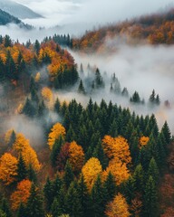 Misty autumn forest overlooking a valley shrouded in fog with vibrant colored trees and pines