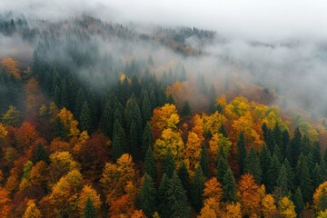 Fototapeta premium Aerial view of vibrant autumn forest with mist and fog blanketing the valley landscape