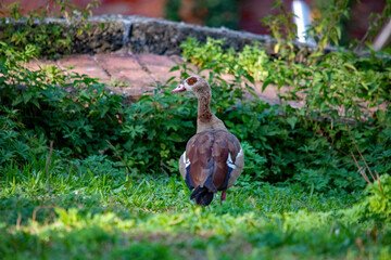 Nilgans von hinten im Gras
