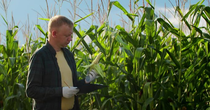 Male caucasian maize farmer with tablet inspecting stalks at field, Organic farming and food production