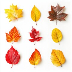 Obraz premium A collection of colorful autumn leaves in red, yellow, and orange hues on a white background