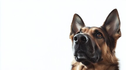 Obraz premium Dog outdoors exploring, ears perked up, white background, isolate