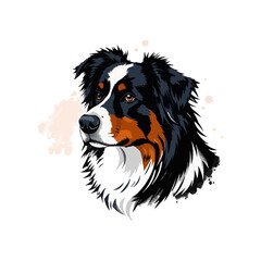 Australian shepherd dog. Vector illustration of Australian shepherd dog.