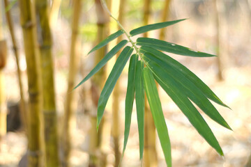 yellow bamboo leaves, Bambusa vulgaris