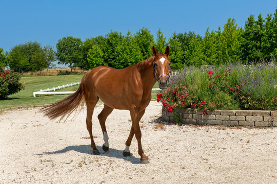 Beautiful brown horse walking free in a ranch on a sunny day - Powered by Adobe