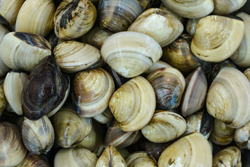 Fresh clams for seafood background