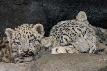 snow leopard mum and cub