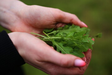 freshly picked rocket leaves held in hands