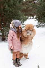 Little girl playing with alpaca in a sanctuary during winter © Vitaliy