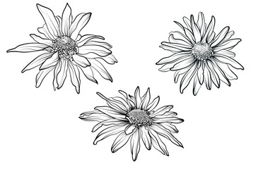 a set of black and white hand drawings of chrysanthemum flowers vector illustration