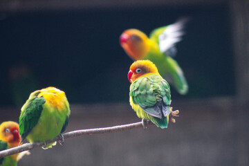 Symphonie de plumes éclatantes
