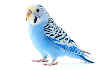 A vibrant budgie stands alone on white backdrop. The budgerigar, also known as a wavy parrot