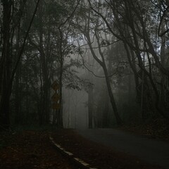 Fototapeta premium morning in the forest