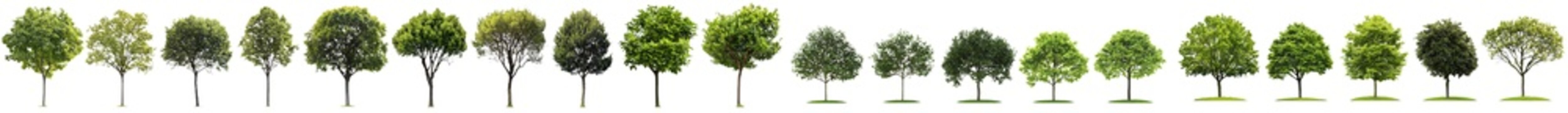 Various street trees (Chestnut, Quercus rubra, platanus, maple) medium and small isolated on a transparent background