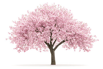 Obraz premium Sakura tree with pink blossoms stands alone against a white background