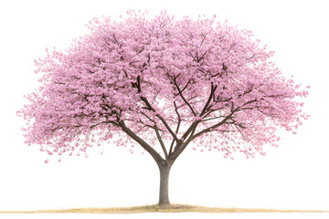 Sakura tree with pink blossoms stands alone against a white background