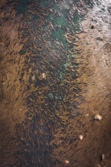 Aerial view of seaweed on the sea surface