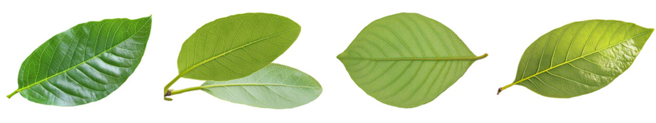 Isolated green leaf on transparent or white background, png