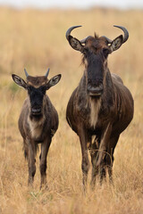 Wildebeest mother and calf standing together in the Masai Mara savannah