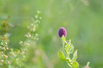 flower of a poppy