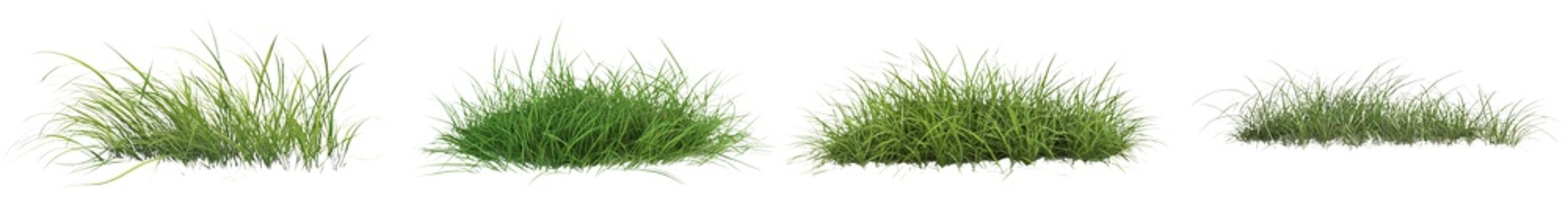 3D rendering of grass on a transparent background.