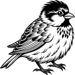 Sparrow perched with a cheerful expression and fluffy feathers vector